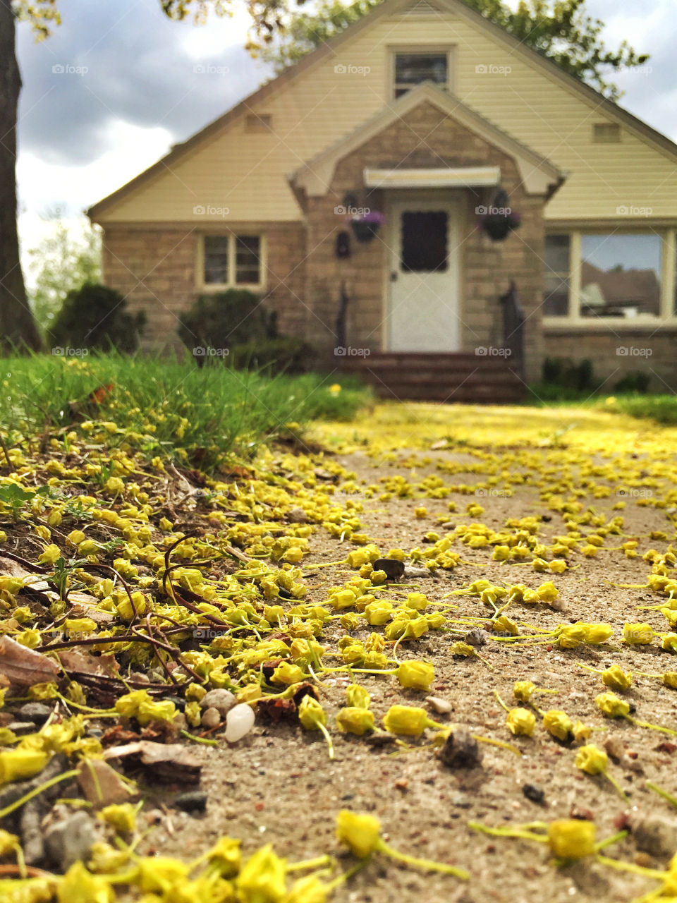 Sunny Yellow Path