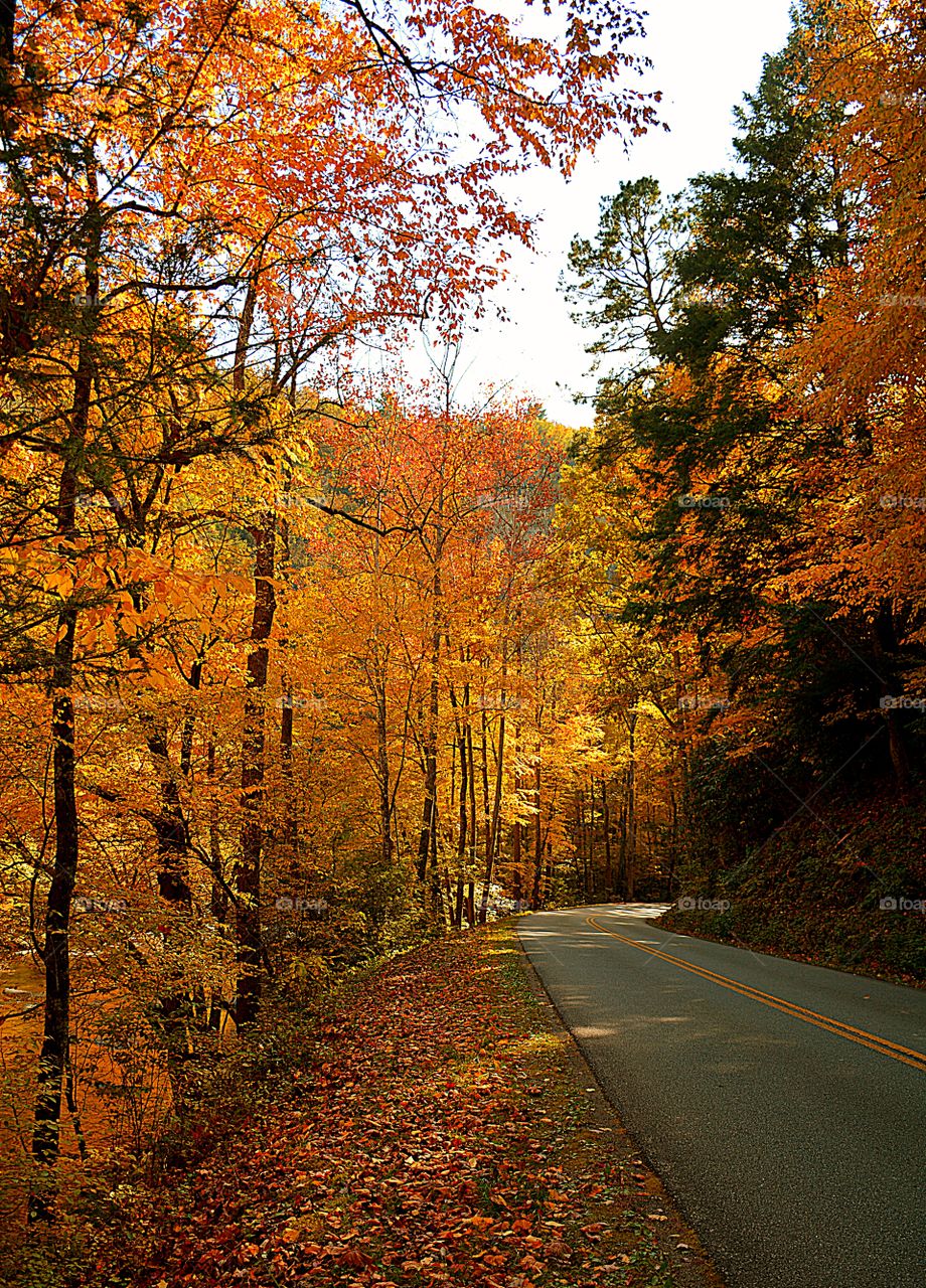 At its best - It is the fall foliage season, when the changing palette of deciduous trees are in blazing bloom. Crisp air, panoramic views and brilliantly colored trees on two lane roads