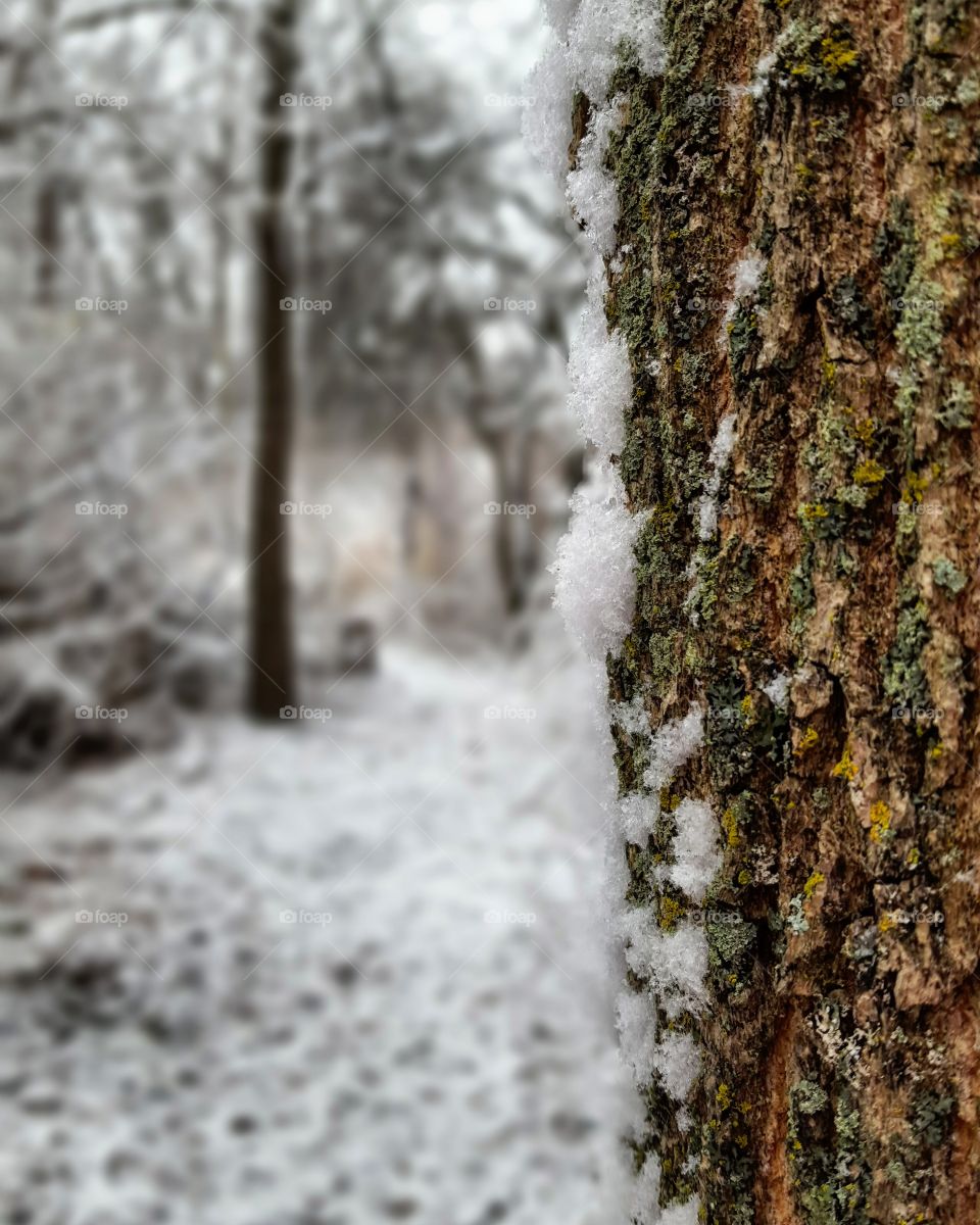 Snowy Pine