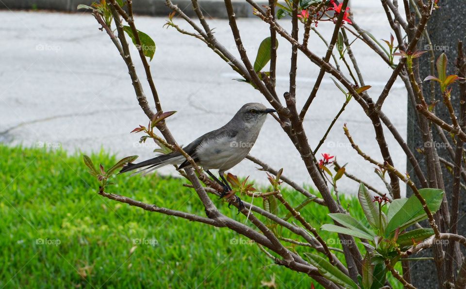Close-up of bird perching on plant