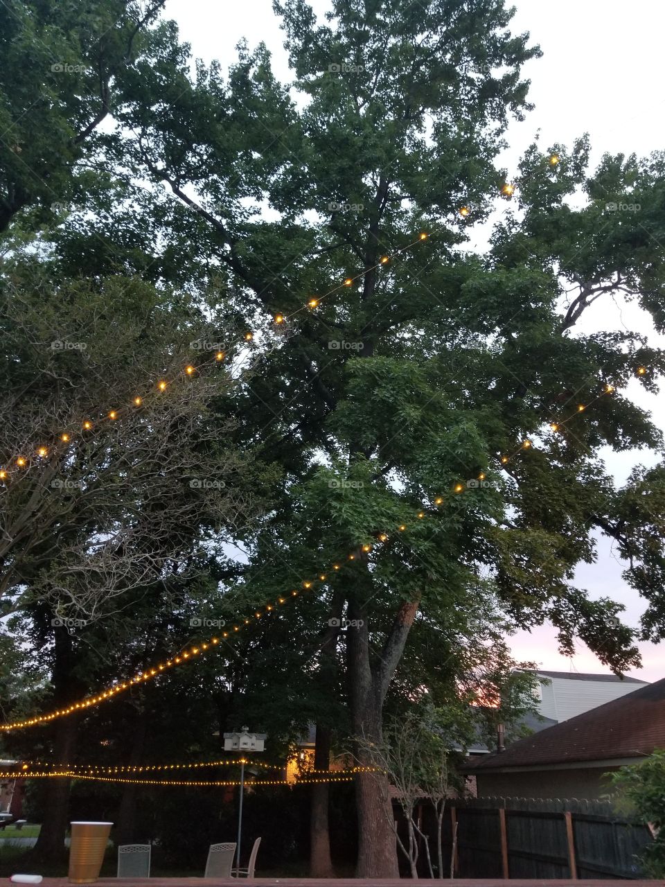 lights across the tree