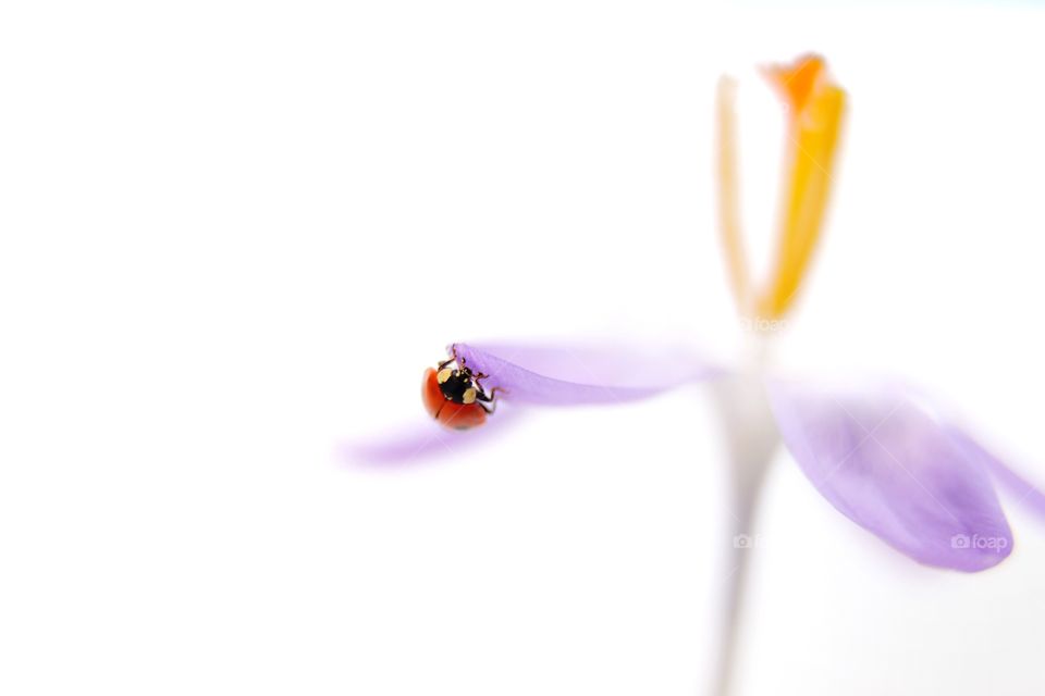 Ladybug on flower. White background 