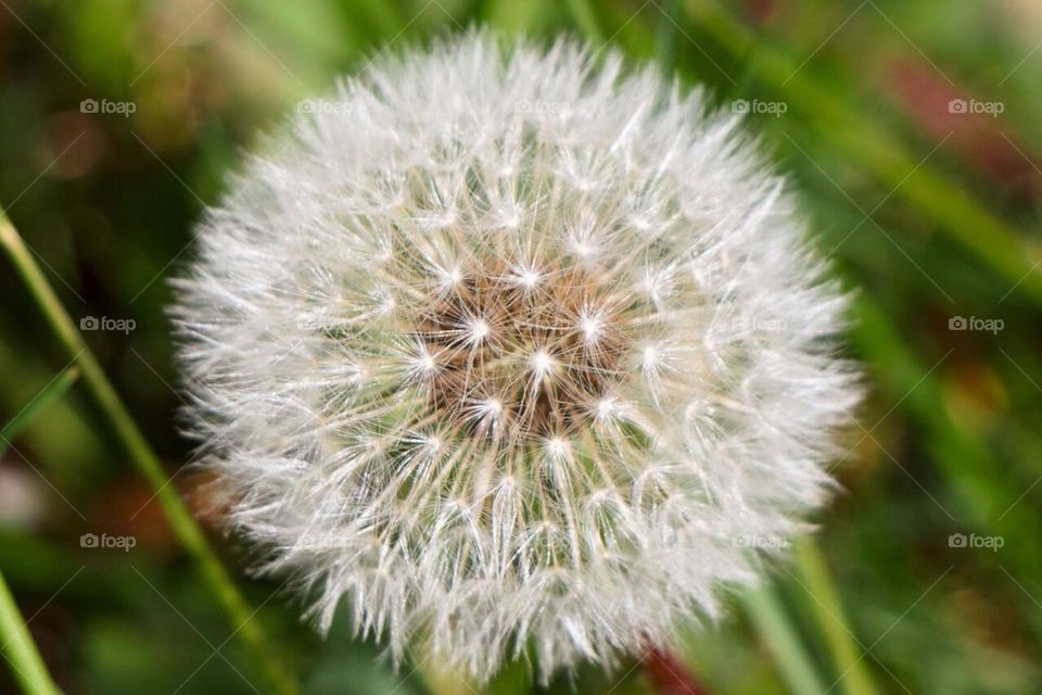 Pusteblume