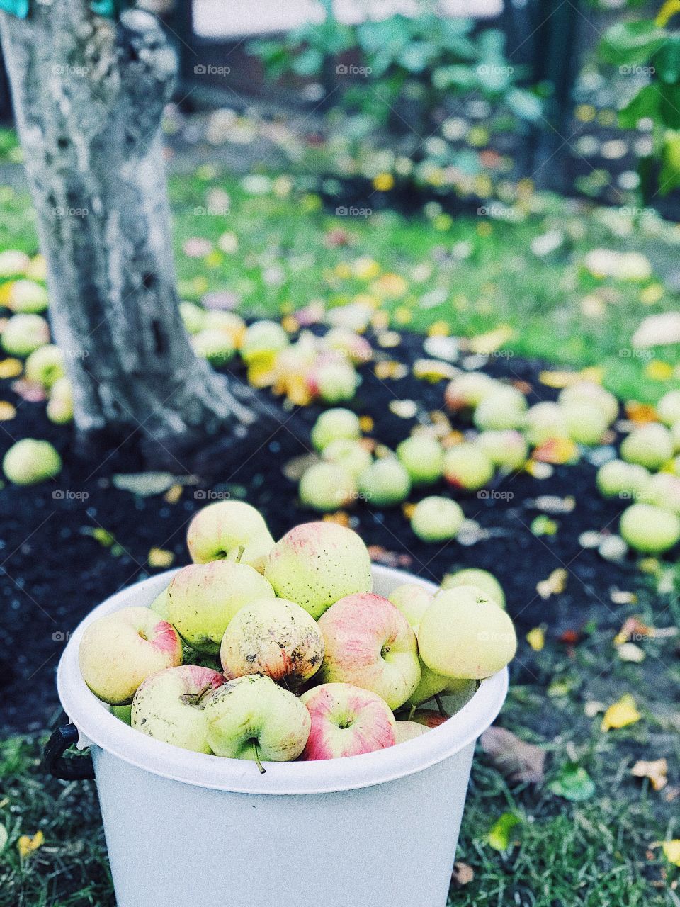 Apple fruits in the basket in autumn garden 