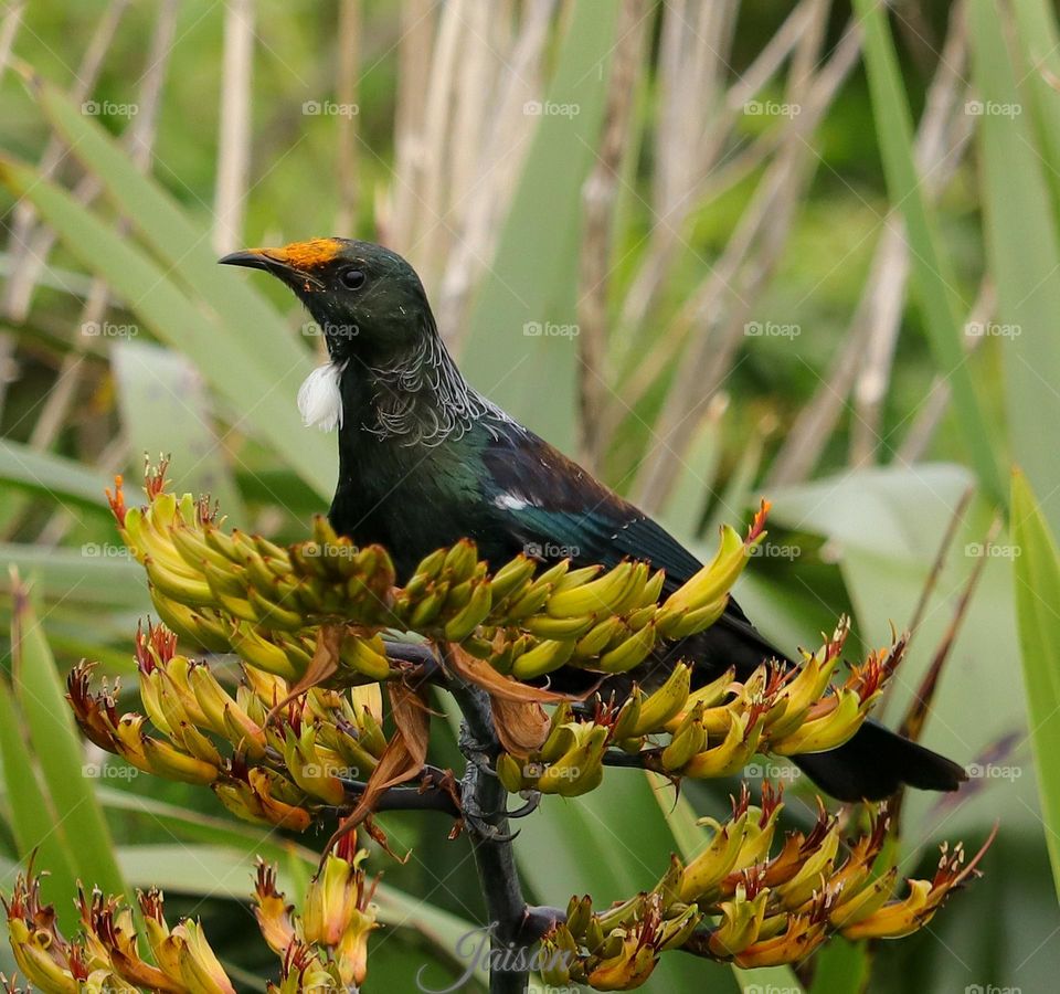 Tui