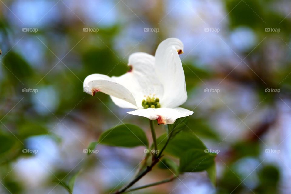 dogwood blossom below blue skies