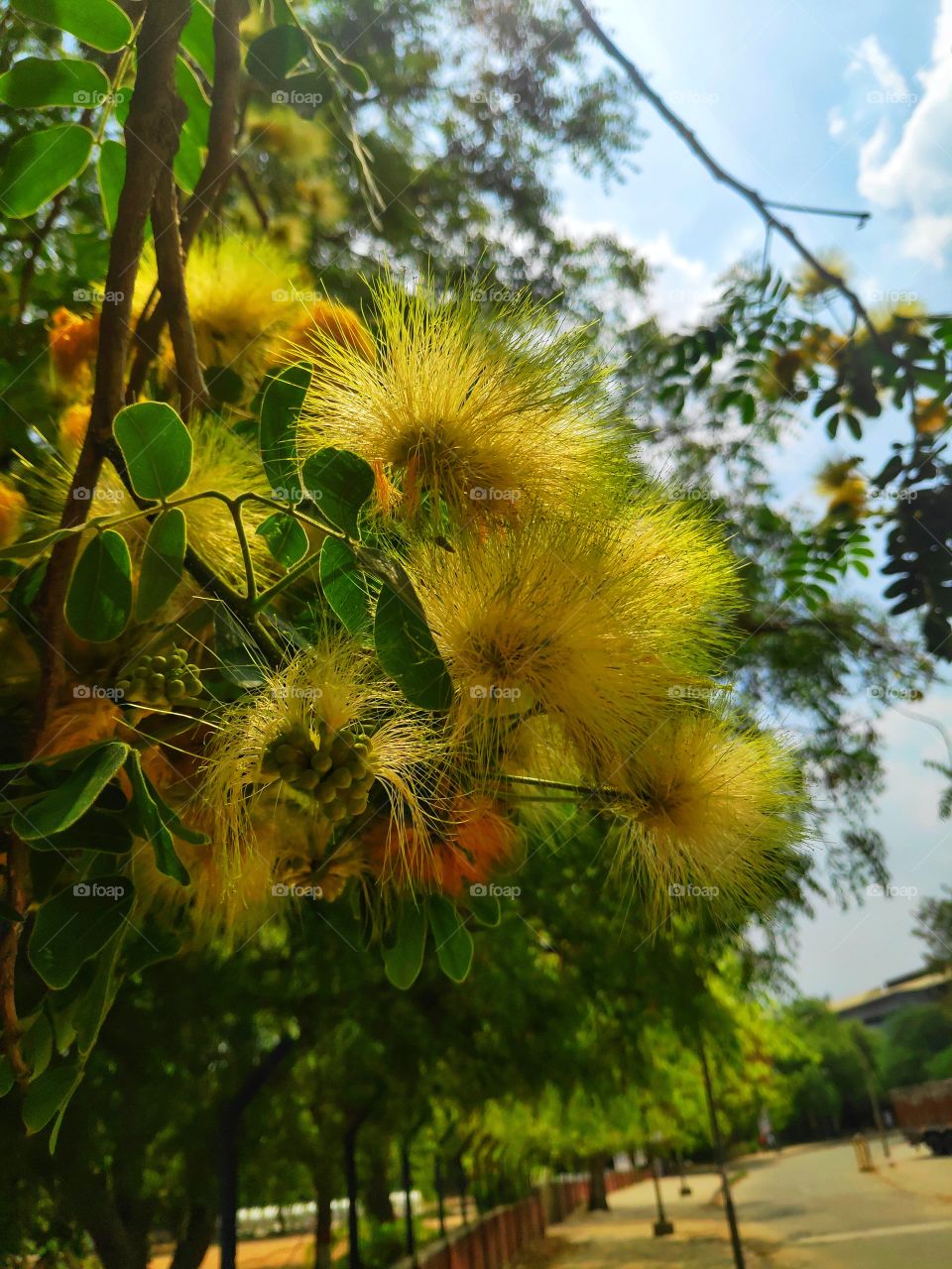 summer yellow flowers in delhi