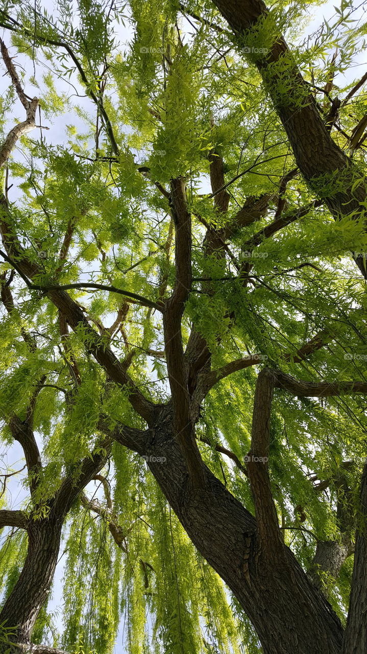 weeping willow tree