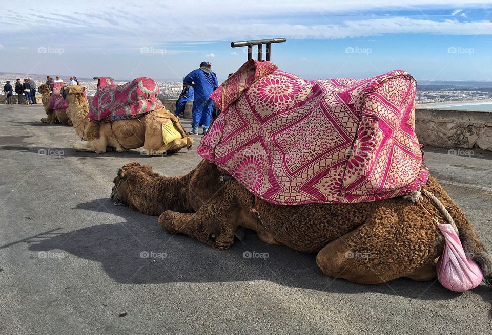 Waiting for next tourist 