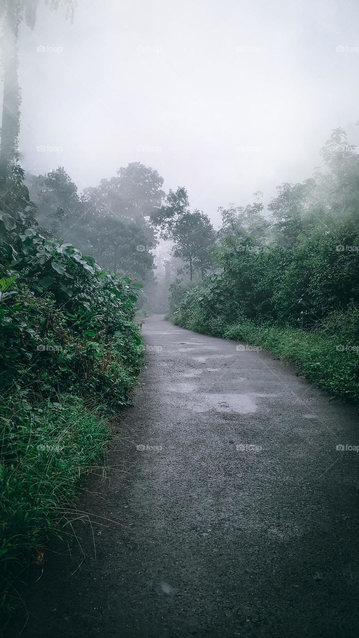 kerala foggy road