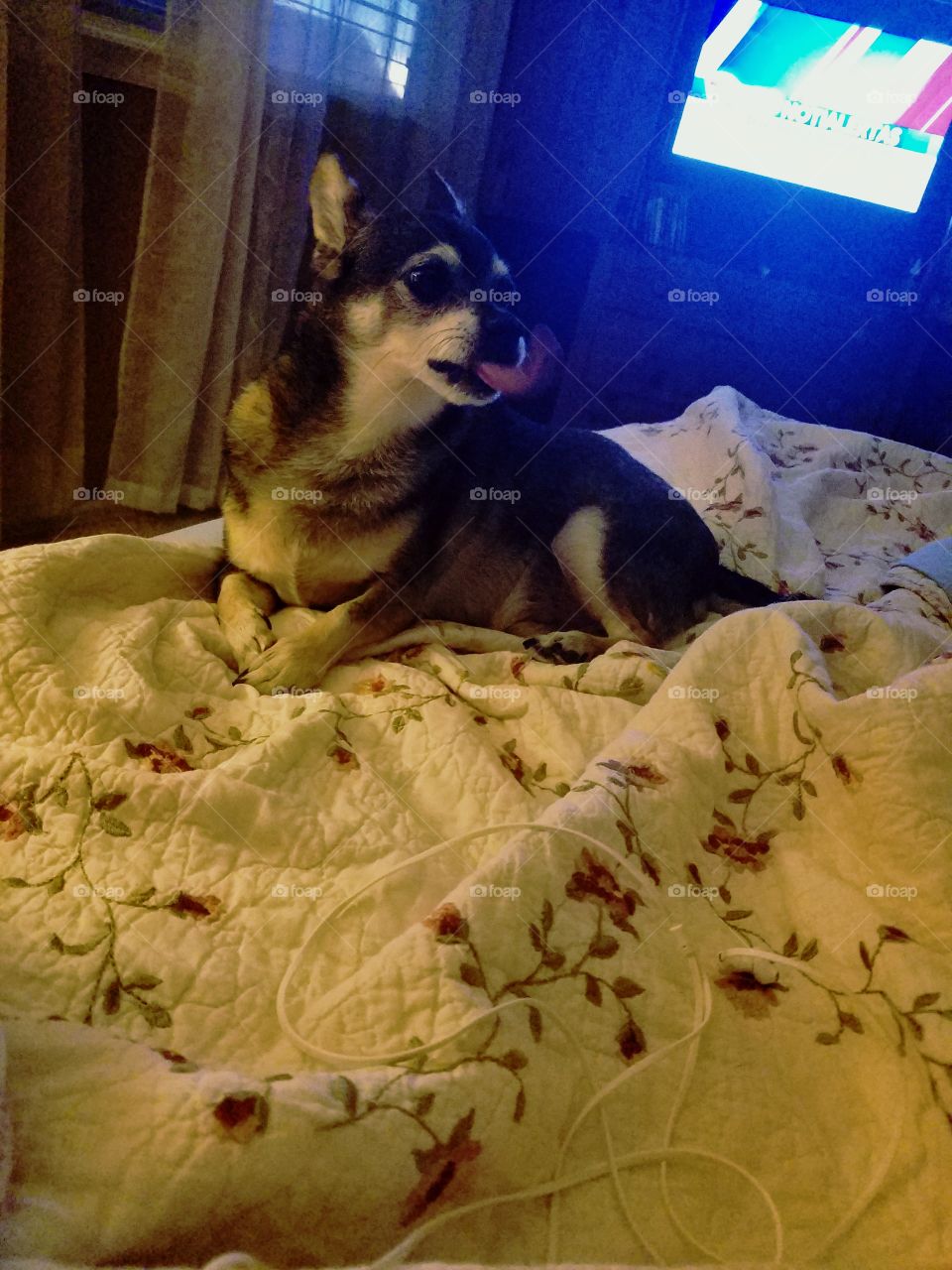 Close-up of dog lying on bed
