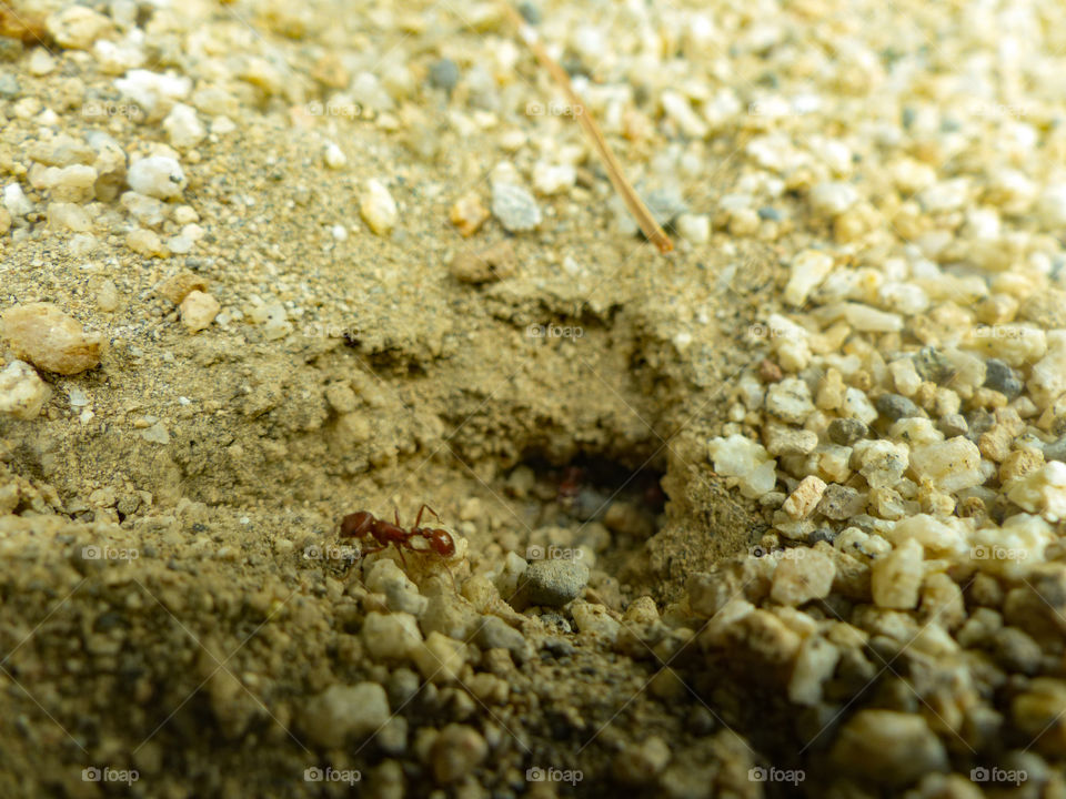 Red ants making a ant hill