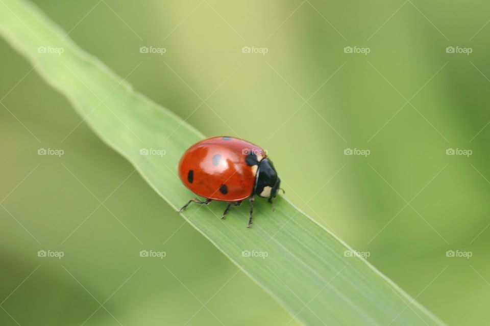 A glittering ladybug