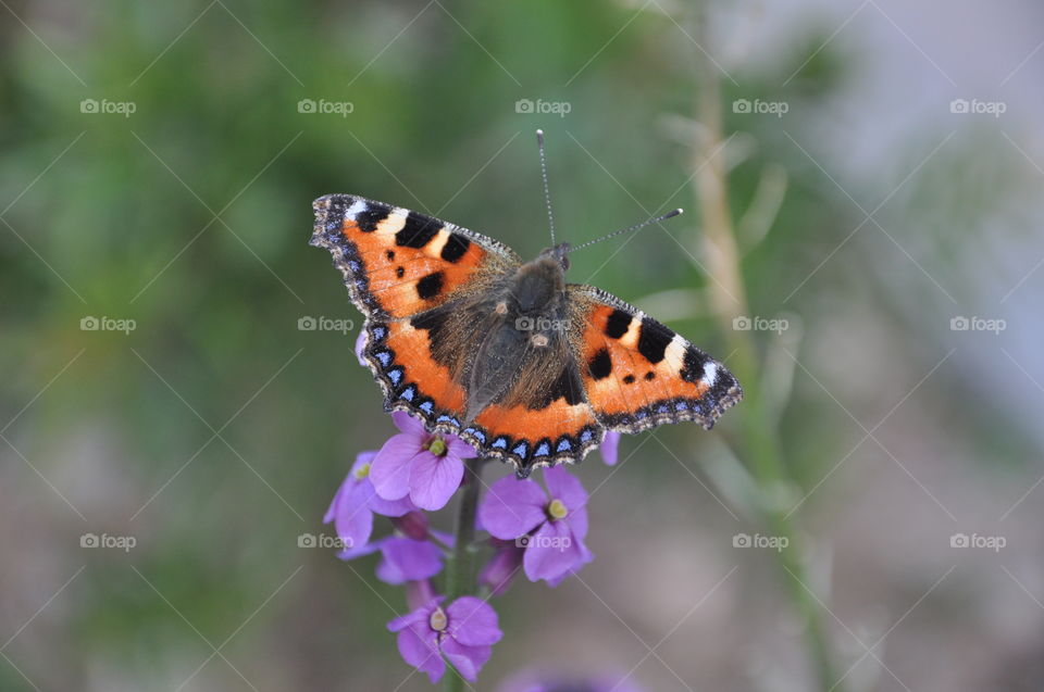 Nature, Insect, No Person, Butterfly, Outdoors