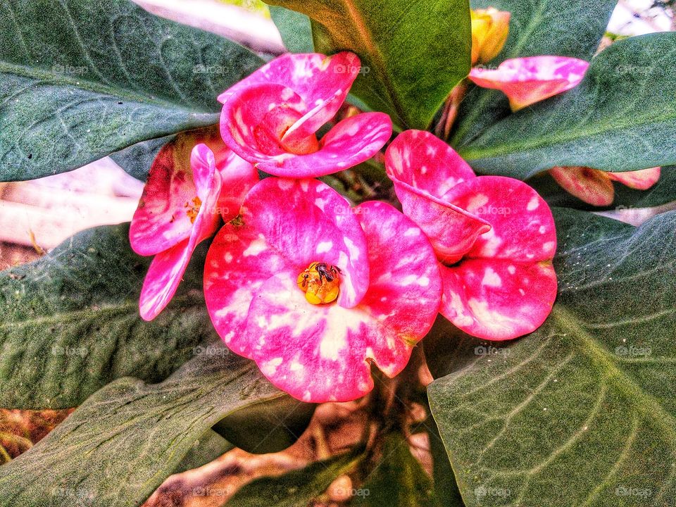 Honey bees and ants are sucking nectar.