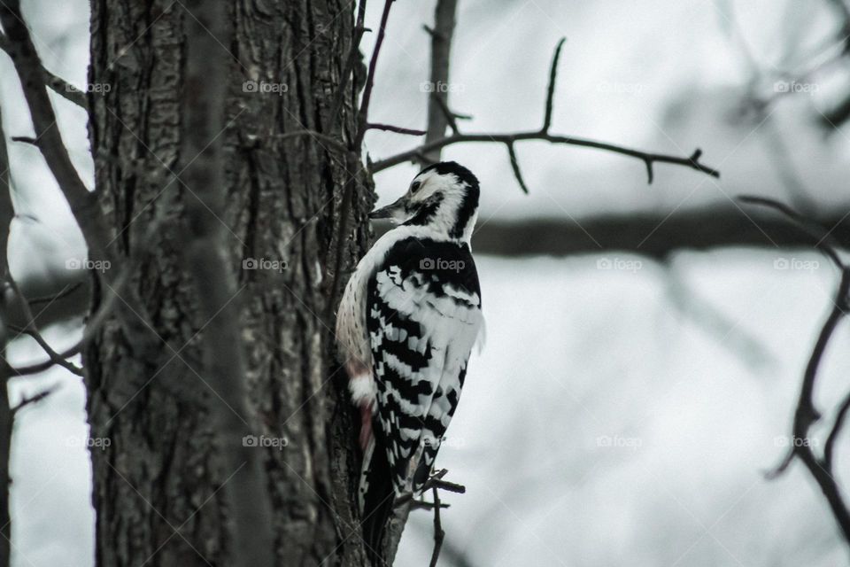 Woodpecker