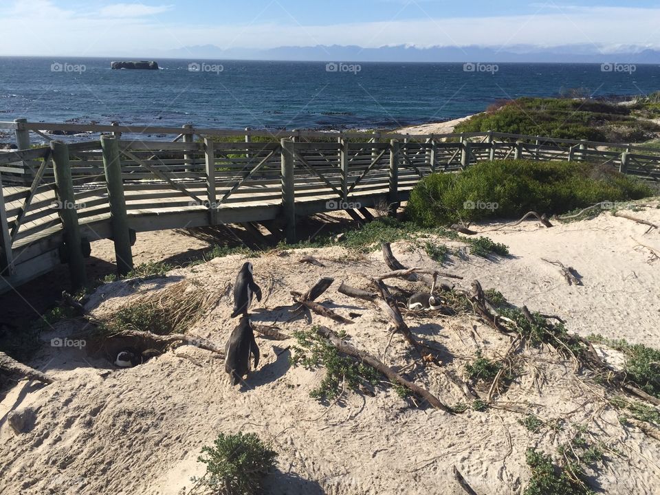 Penguins walking to Boardwalk. At Boulder beach near Cape Town in South Africa has penguins, stuck on the beach while they raise their young. 