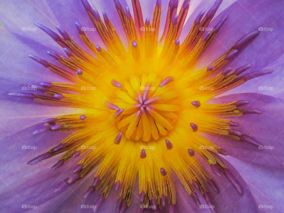 lotus pollen
