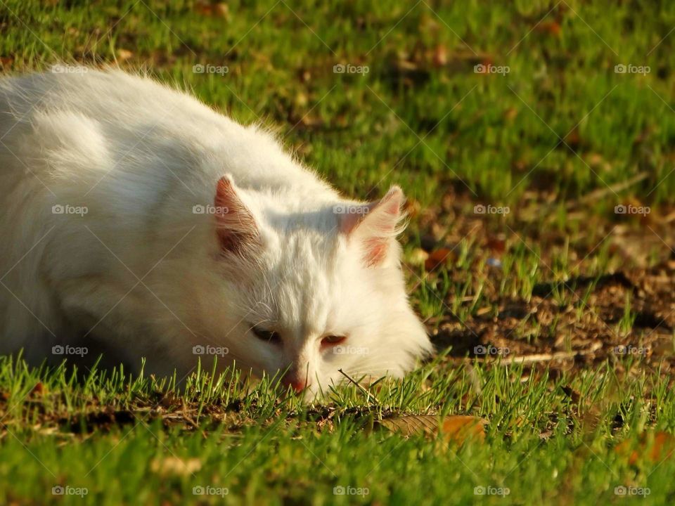 Beautiful White cat