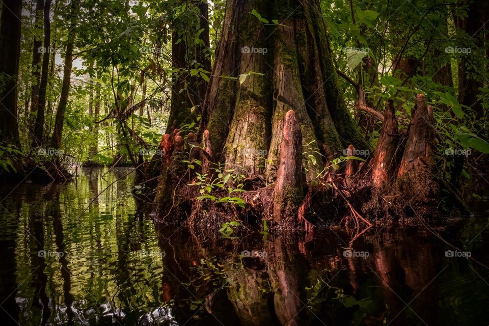 The lush scenery from the cypress swamp just as the sun rises at Robertson Millpond Preserve. Raleigh, North Carolina. 