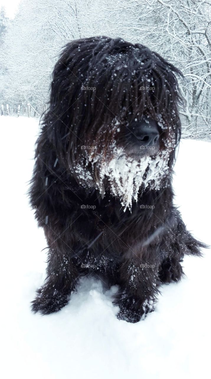 Dog in the snow