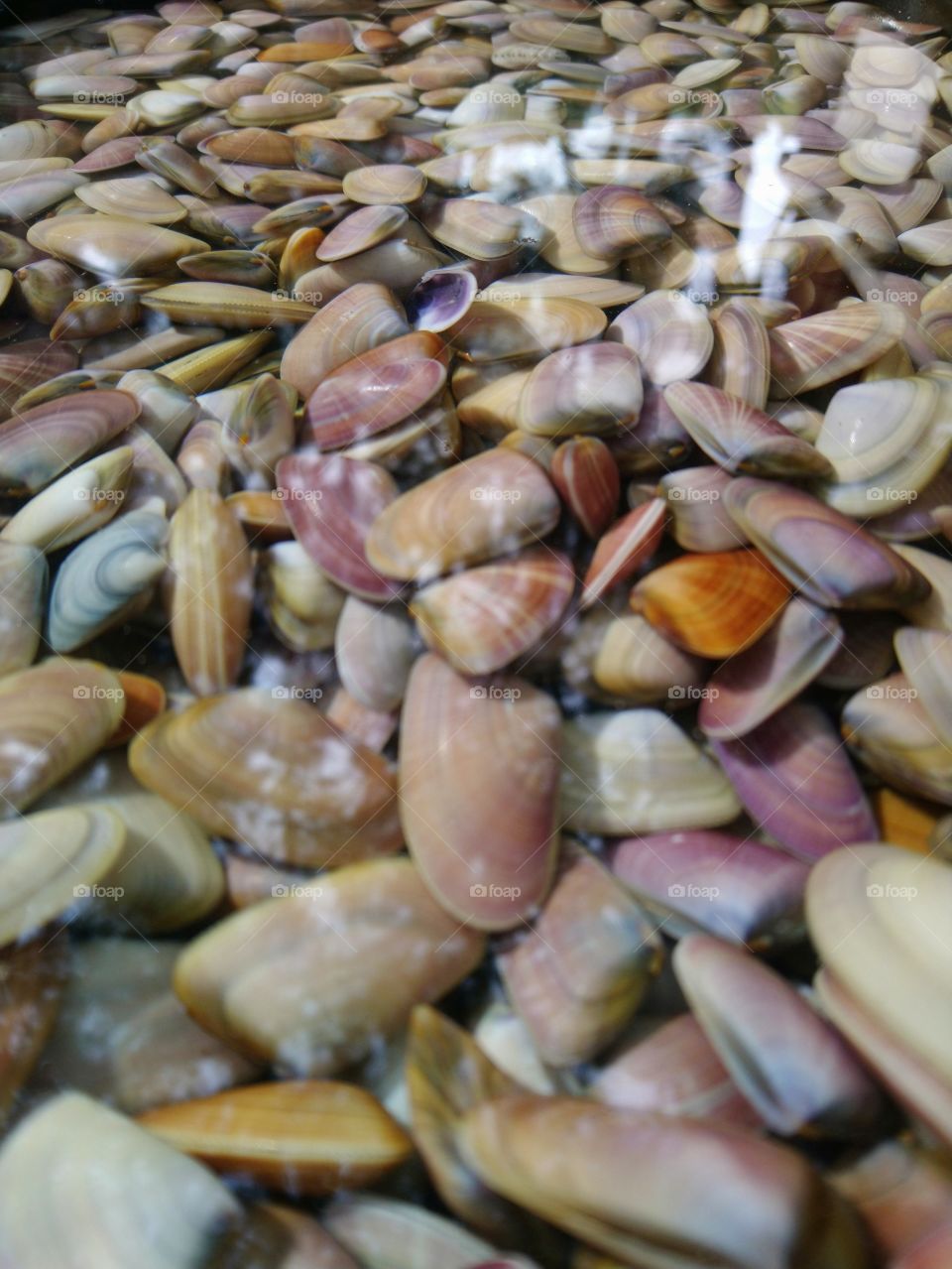 Seashell