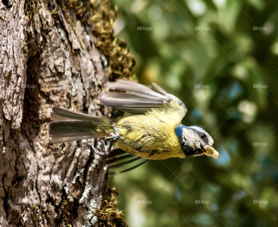 A blue tit flies from its nest in a tree hollow, busily keeping it tidy.