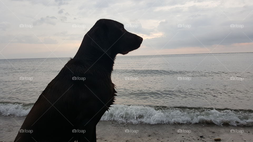 Chocolate Lab looking over lake while the waves roll into shore