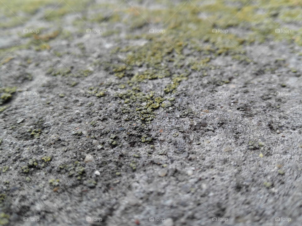 Макроснимок мха на бетоне, отличный фон