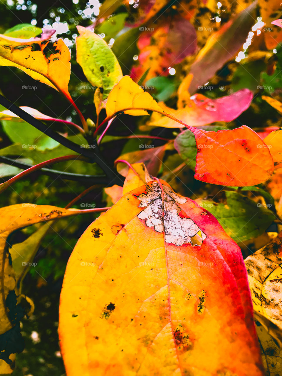 Color in a world where color isn’t always there. 