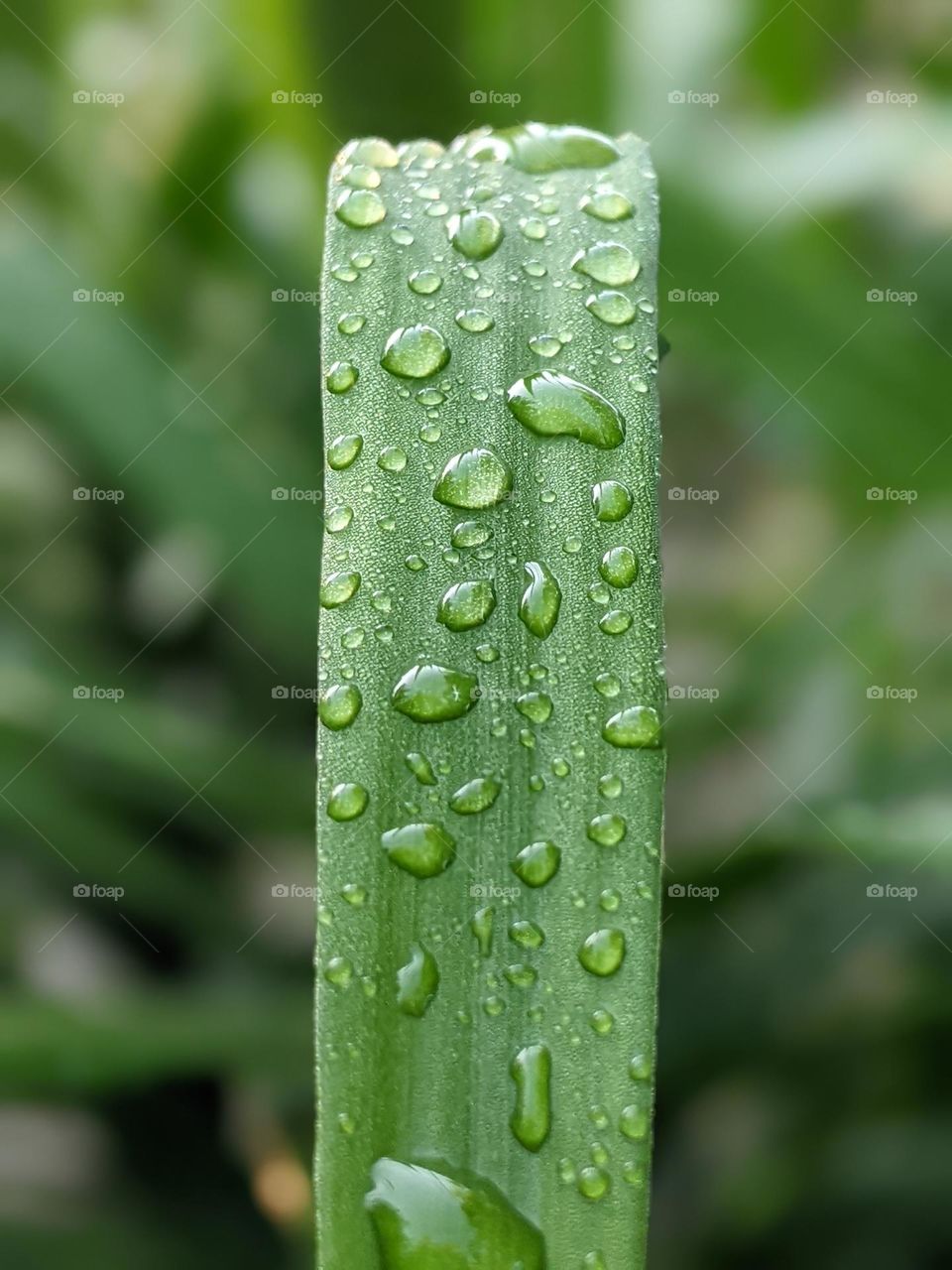 raindrops🌧️🌿