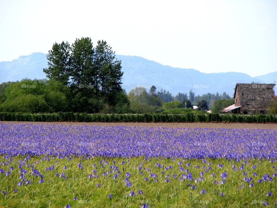 Iris field