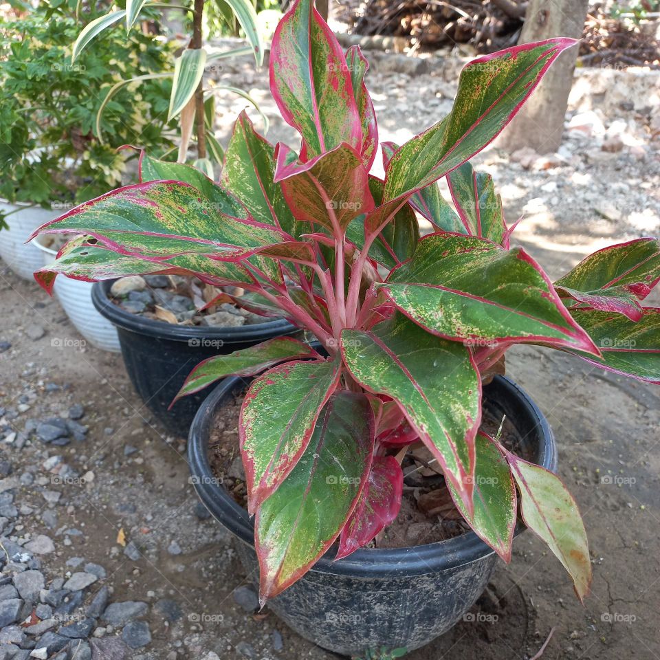 The Aglonema Lipstick ornamental plant is strong, drought resistant, easy to care for, and is called an ornamental plant that brings good luck