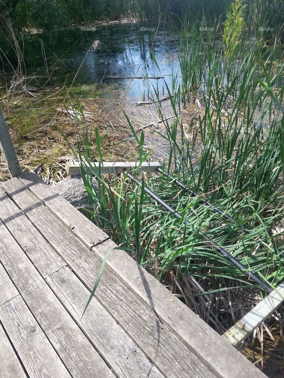 Nature, Grass, Wood, Water, No Person