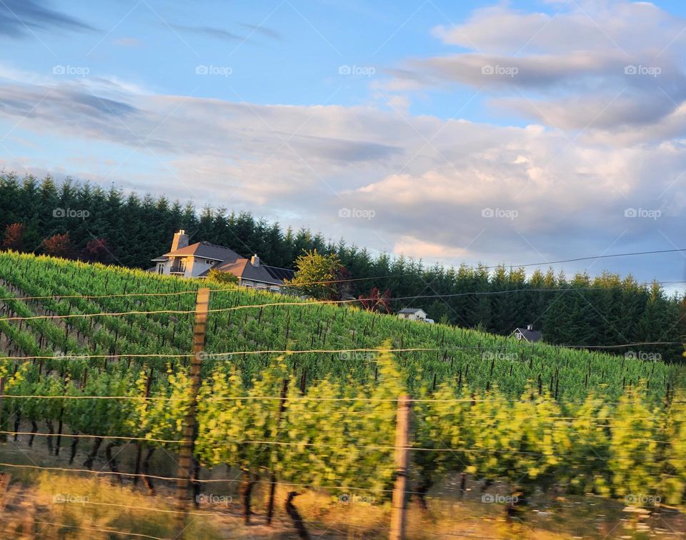 sunlit countryside view of farmland, farmhouse, and trees against blue sky gray cloud background in Oregon