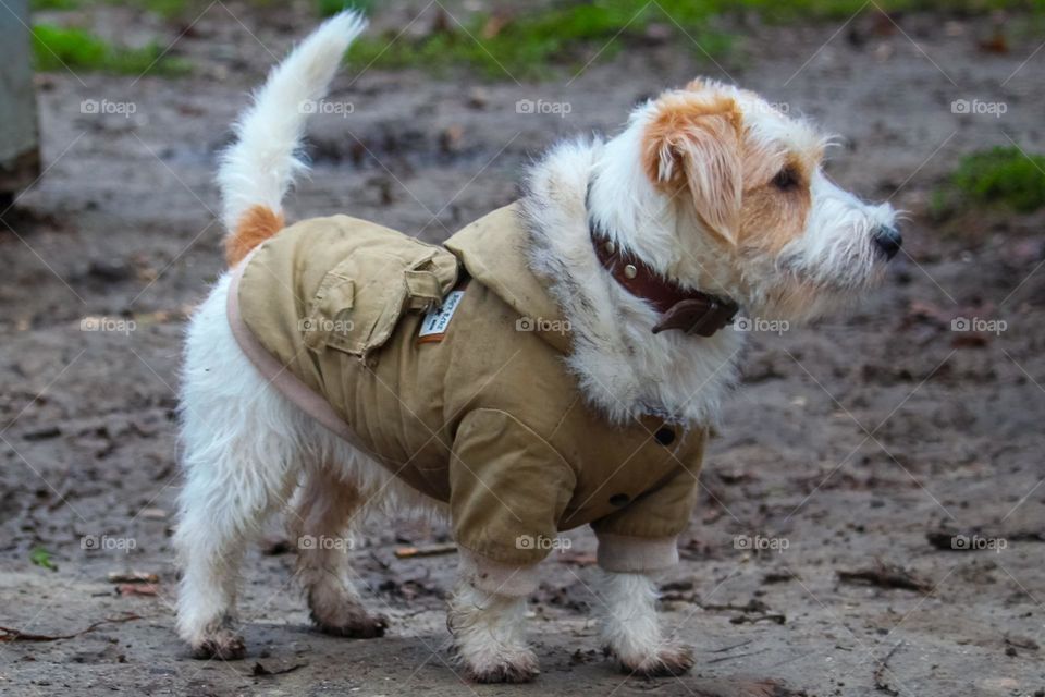 A winter jacket for a dog- portrait of a Jack Russell terrier