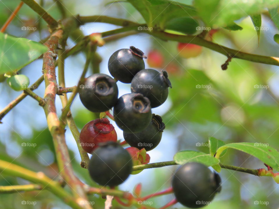 Blueberries