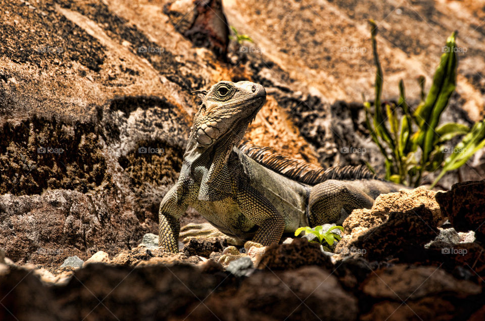 Iguana