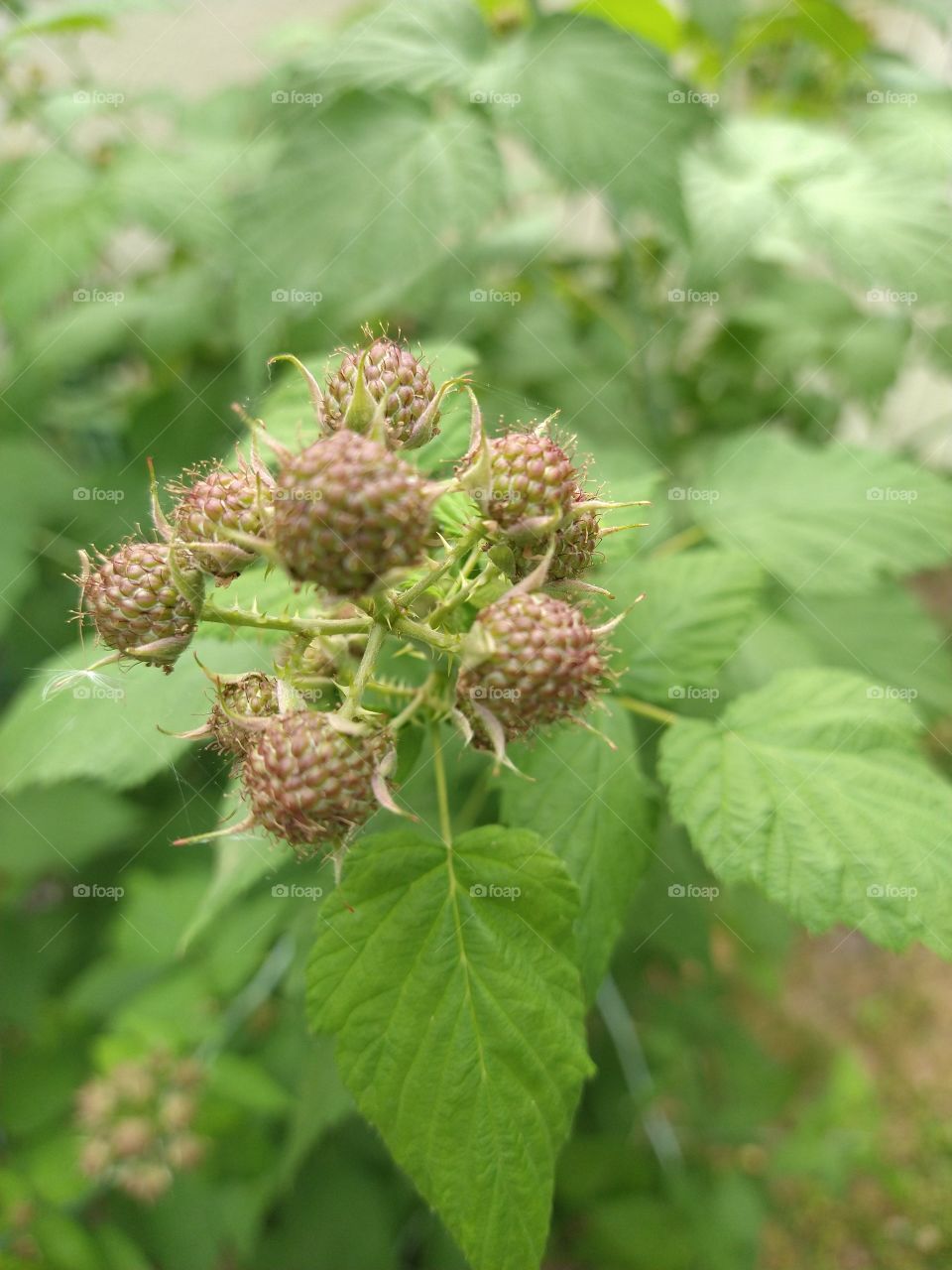 Unrepentant raspberry