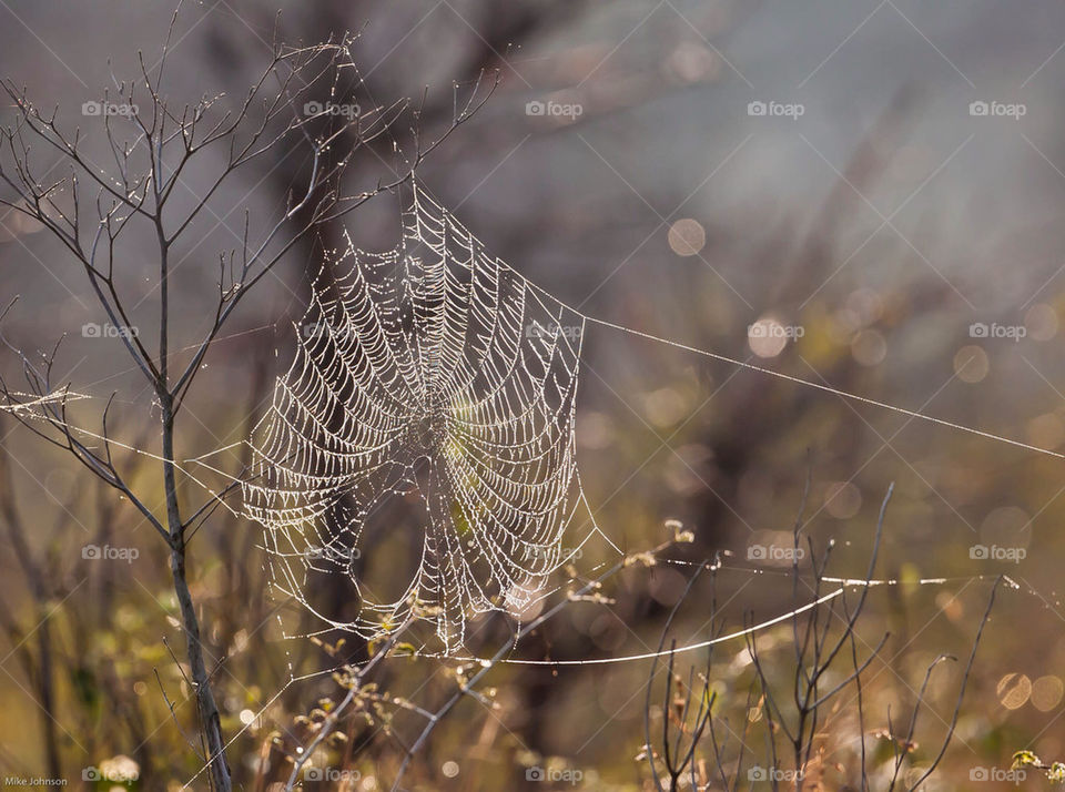 light dew web spider by mike007