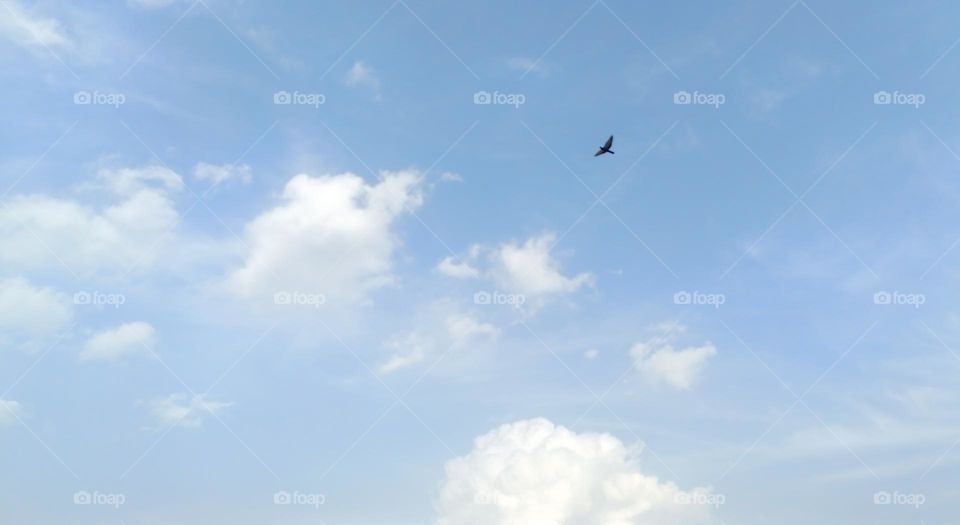 Piegon flying in sky