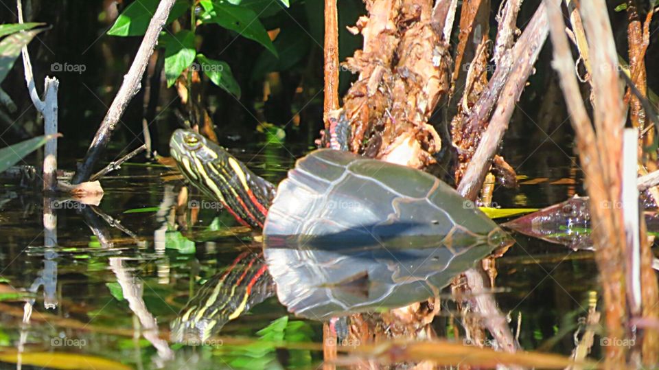 Reflection of Painted Turtle