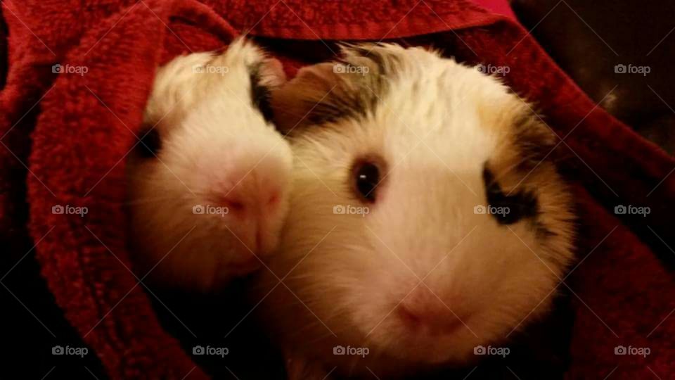 Close-up of two guinea pigs in a blanket