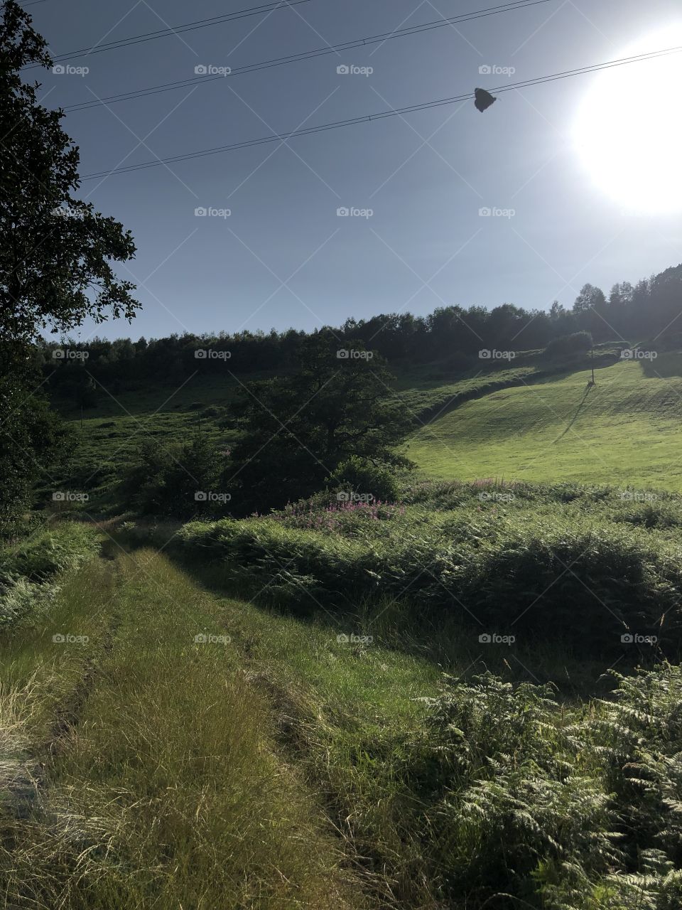 Beautiful hillside covered in trees and green grass, with a butterfly caught in the moment. 