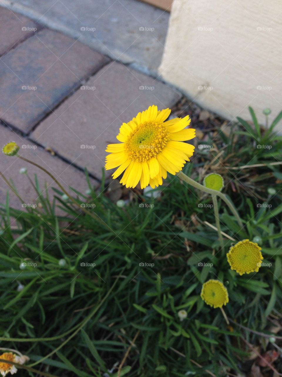 Yellow daisy