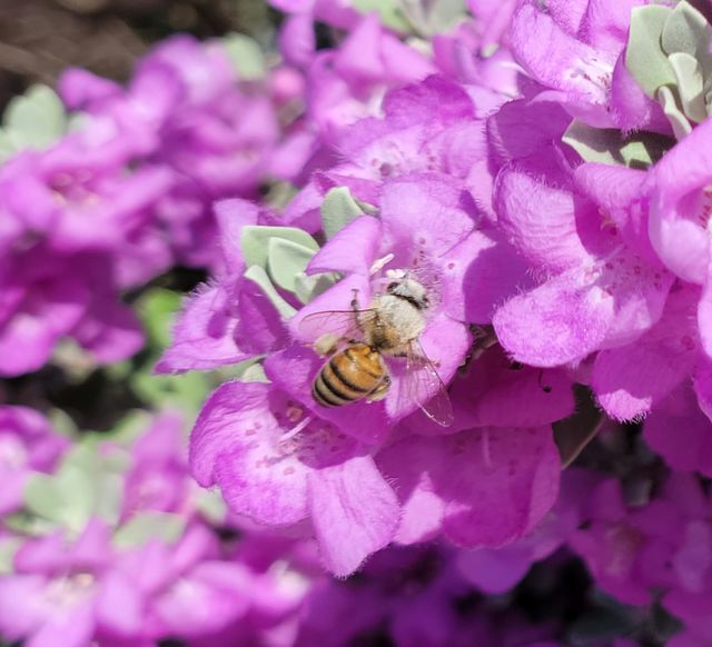 Honey Bees are essential for pollination.