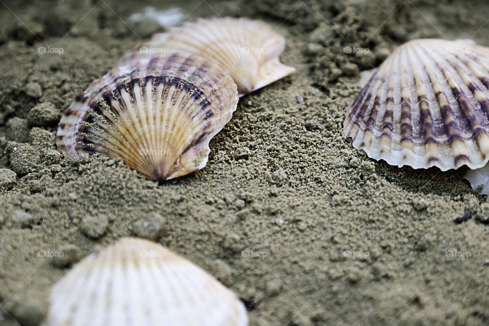 Seara shells
