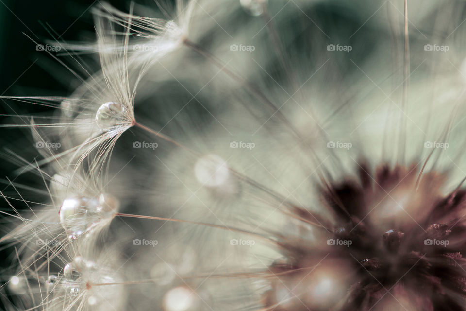 Raindrops on dandelion