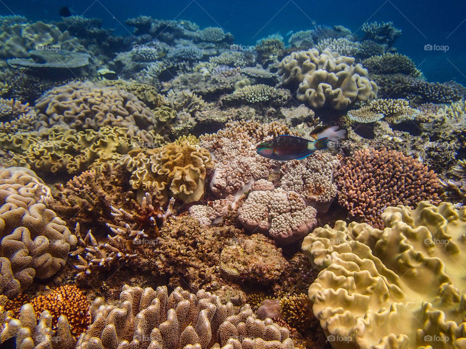 Great Barrier Reef so beautiful :)