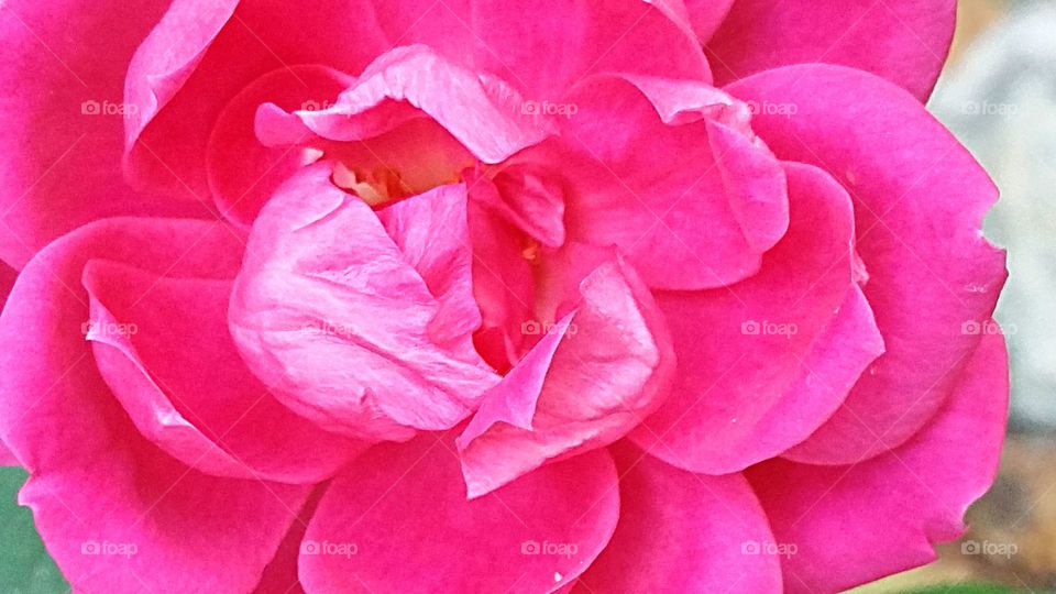 Close-up of a Pink Rose